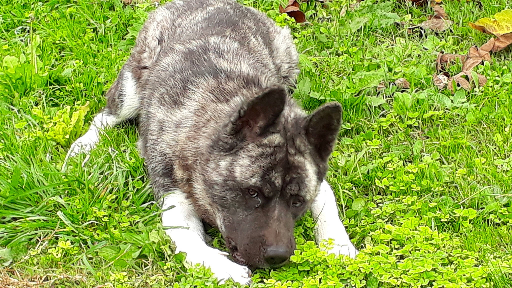 Kalena a rejoint le concours — aidez-le/la à gagner de superbes lots ! black_norwegian_elkhound, canidae, carnivore, dog, dog_breed, dutch_shepherd_dog, grass, kai_ken, mammal, norwegian_elkhound, saarloos_wolfdog, vertebrate, wildlife, wolfdog