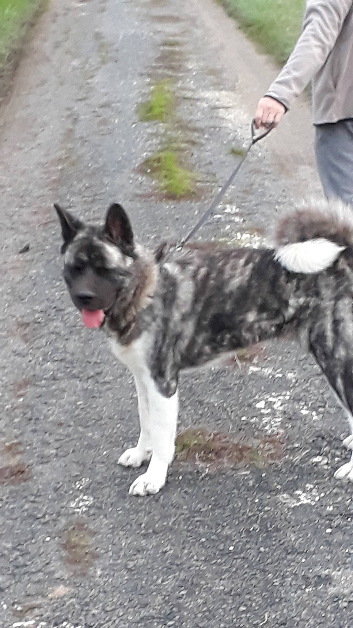 Kalena participe au concours pour gagner de l'argent avec cette photo : akita, akita_inu, canidae, carnivore, dog, dog_breed, kai_ken, mammal, rare_breed_dog, vertebrate