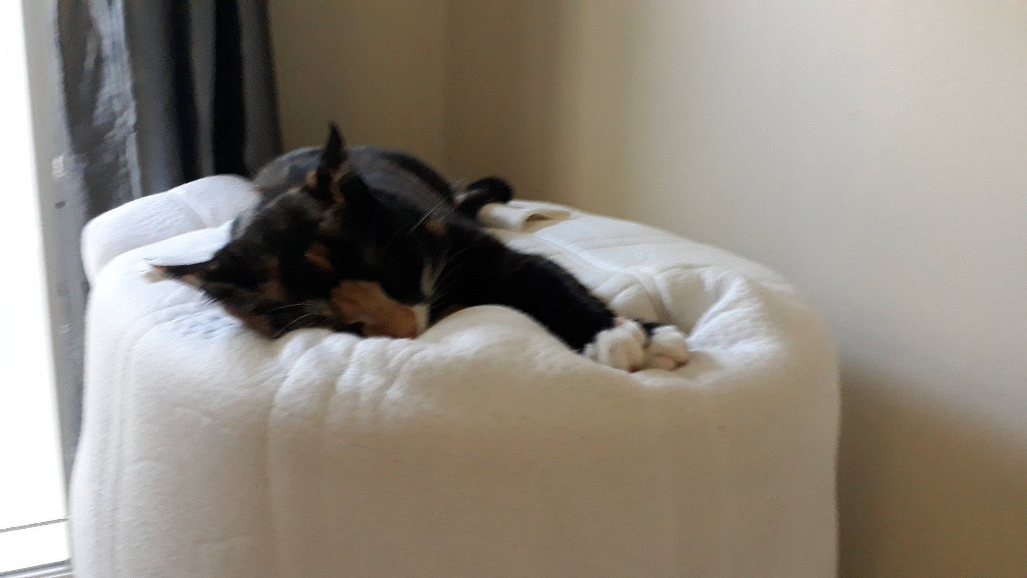 Pyla participe au concours pour gagner de l'argent avec cette photo : bed, canidae, carnivore, comfort, companion_dog, furniture, room