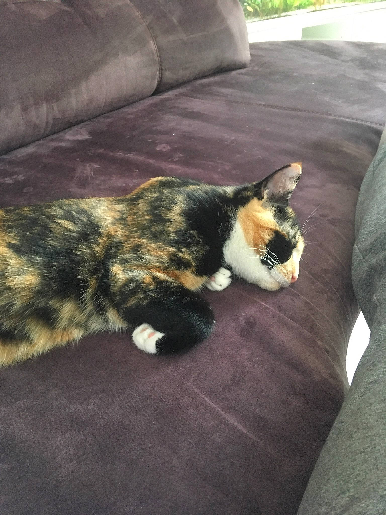 Pyla participe au concours pour gagner de l'argent avec cette photo : carnivore, cat, domestic_short_haired_cat, european_shorthair, felidae, fur, kitten, paw, small_to_medium_sized_cats, tail, whiskers