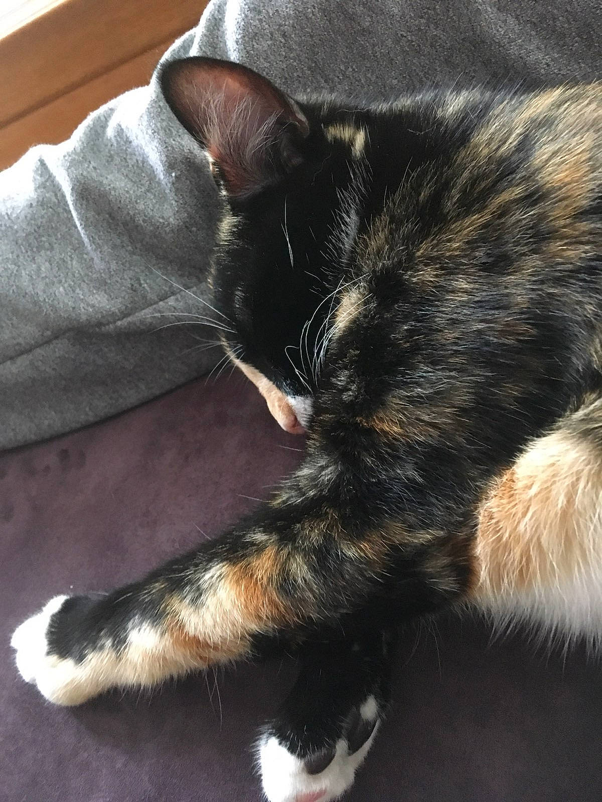 Pyla a rejoint le concours — aidez-le/la à gagner de superbes lots ! asian, carnivore, cat, claw, domestic_short_haired_cat, ear, european_shorthair, felidae, fur, kitten, nap, paw, polydactyl_cat, sleep, small_to_medium_sized_cats, snout, tail, whiskers