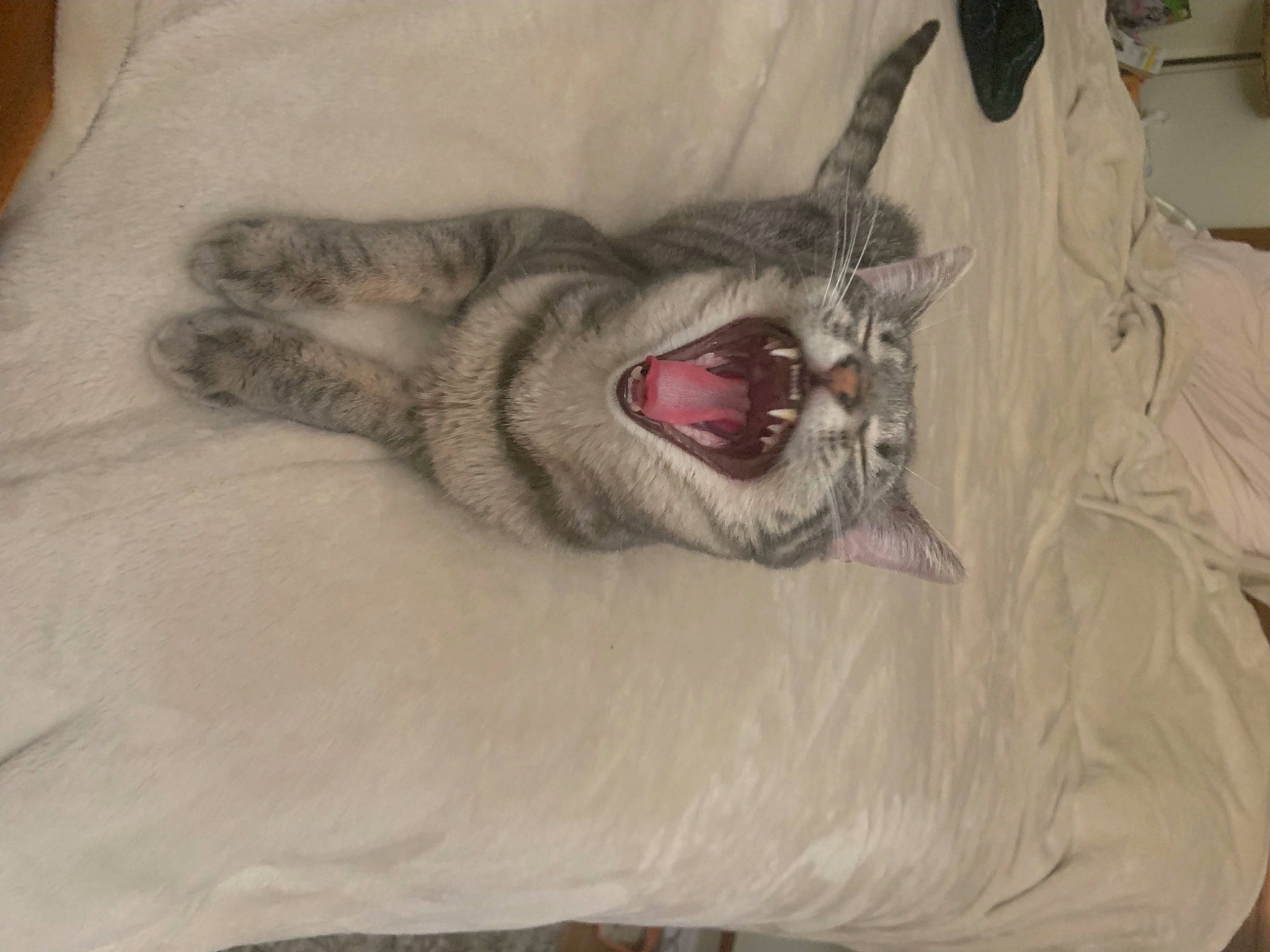 Leia is registered to the contest to win money with this photo: bed, canidae, carnivore, cat, claw, comfort, domestic_short_haired_cat, fang, felidae, fur, grey, jaw, linens, paw, roar, small_to_medium_sized_cats, snout, tail, whiskers, yawn