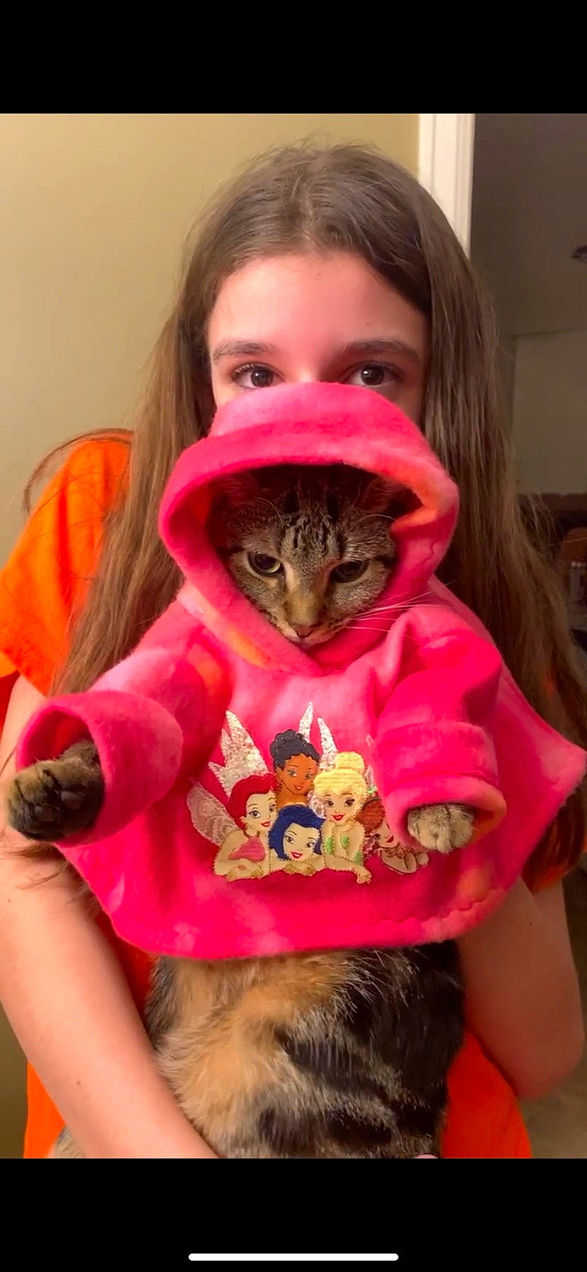 Milo is registered to the contest to win money with this photo: brown_hair, carnivore, cat, domestic_short_haired_cat, ear, fashion_accessory, fawn, felidae, fur, happy, hat, magenta, organ, pink, play, selfie, small_to_medium_sized_cats, stuffed_toy, whiskers, wildlife