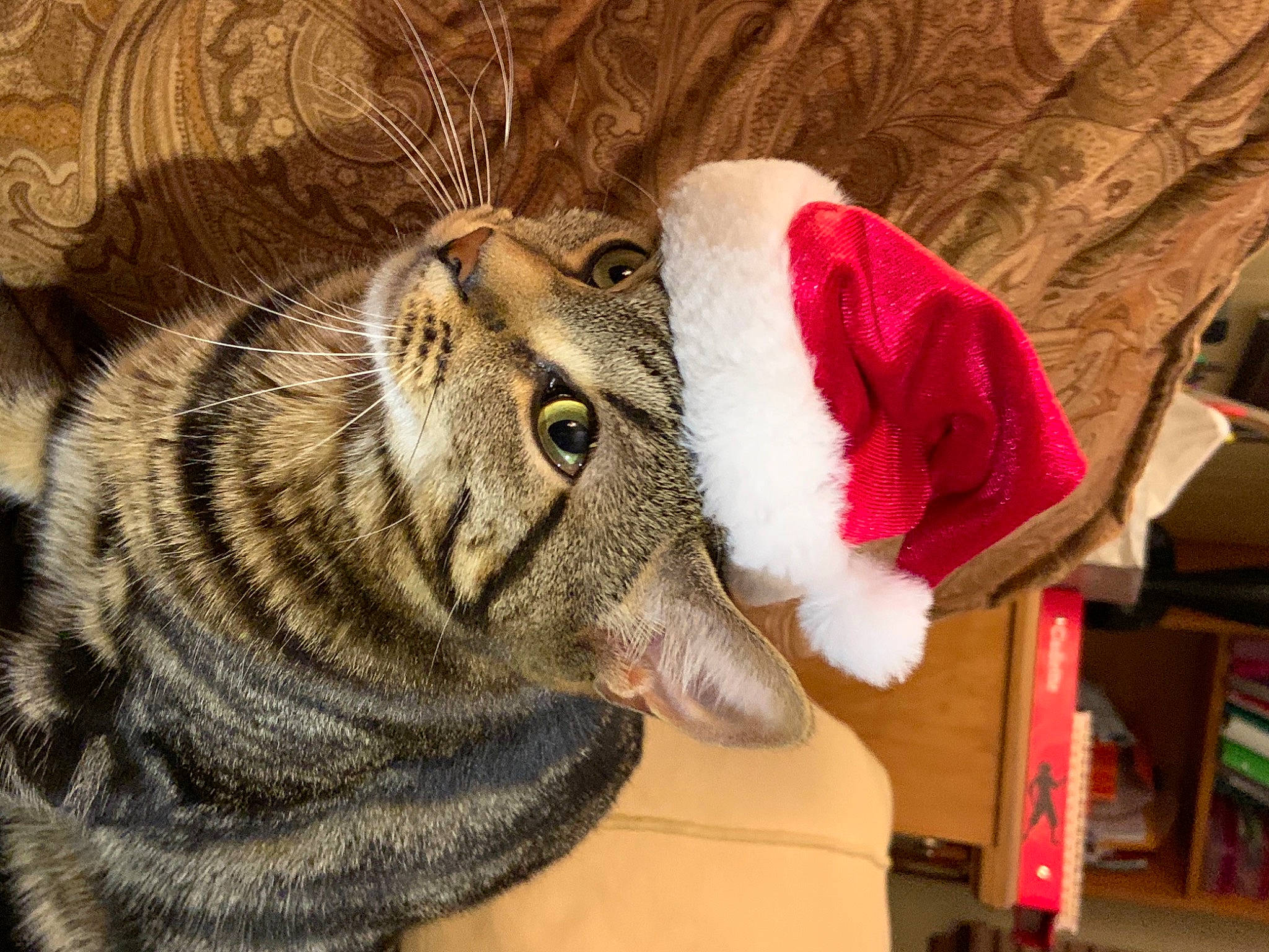 Milo joined the competition — help win amazing prizes! art, bengal_tiger, big_cats, bookcase, carnivore, cat, comfort, domestic_short_haired_cat, eye, felidae, fur, paw, shelf, siberian_tiger, small_to_medium_sized_cats, terrestrial_animal, tiger, whiskers, wildlife, wood