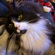 Boman joined the competition — help win amazing prizes! cat, black_and_white, fluffy, green_eyes, whiskers, pink_nose, pet, animal, indoor, blanket, soft, fur, relaxed, cute, close_up, portrait, cozy, resting, feline, domestic_cat