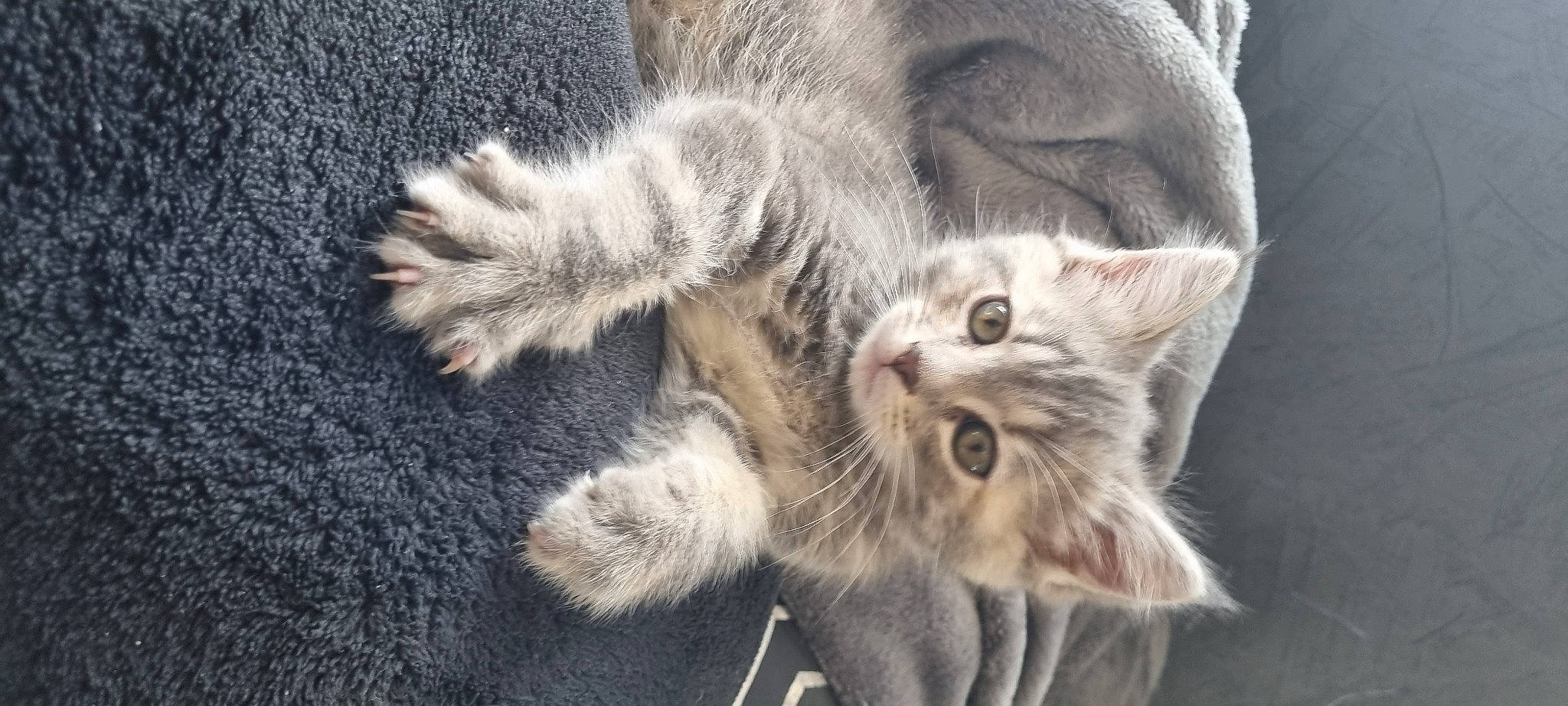 Tyka a rejoint le concours — aidez-le/la à gagner de superbes lots ! carnivore, cat, claw, domestic_short_haired_cat, fawn, felidae, fur, paw, small_to_medium_sized_cats, snout, tail, terrestrial_animal, whiskers