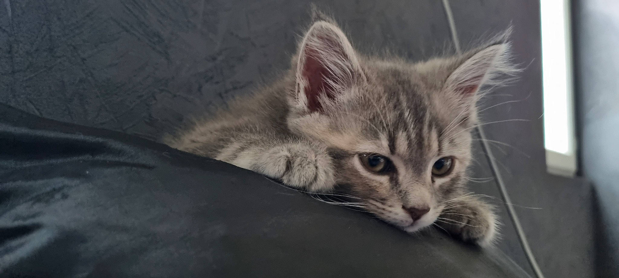 Tyka a rejoint le concours — aidez-le/la à gagner de superbes lots ! carnivore, cat, domestic_short_haired_cat, felidae, fur, grey, small_to_medium_sized_cats, snout, terrestrial_animal, whiskers, wildlife, window