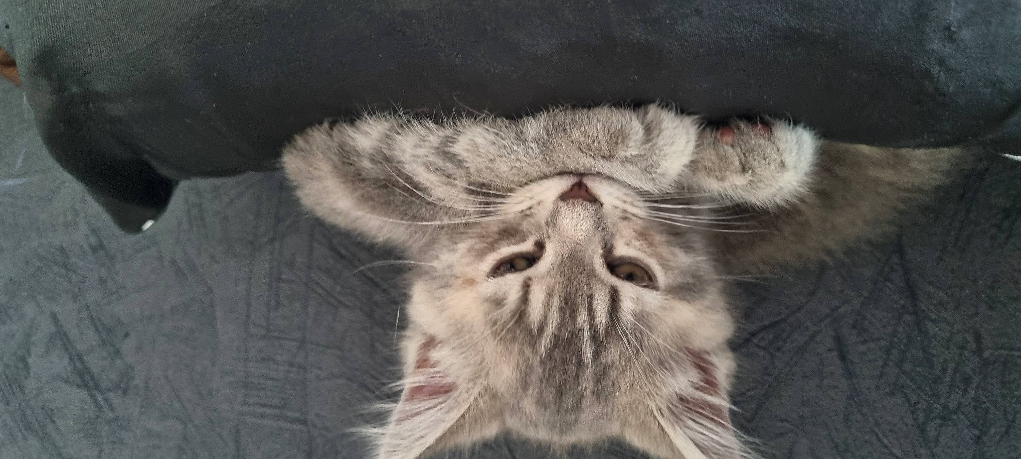 Tyka a rejoint le concours — aidez-le/la à gagner de superbes lots ! carnivore, cat, felidae, fur, liver, monochrome, monochrome_photography, paw, small_to_medium_sized_cats, snout, terrestrial_animal, whiskers, wildlife, wrinkle