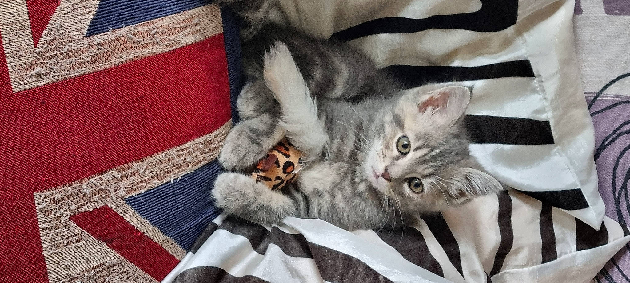 Tyka participe au concours pour gagner de l'argent avec cette photo : bed, carnivore, cat, claw, comfort, domestic_short_haired_cat, felidae, fur, grey, linens, pattern, paw, plaid, small_to_medium_sized_cats, snout, tail, tartan, textile, whiskers, woven_fabric