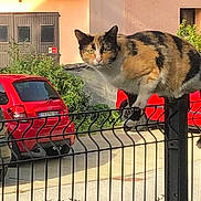 Nala participe au concours pour gagner de l'argent avec cette photo : cat, calico, fence, metal_fence, outdoor, car, red_car, vehicle, greenery, plant, suburban, road, daylight, animal, pet, curious, perched, balancing, background, window