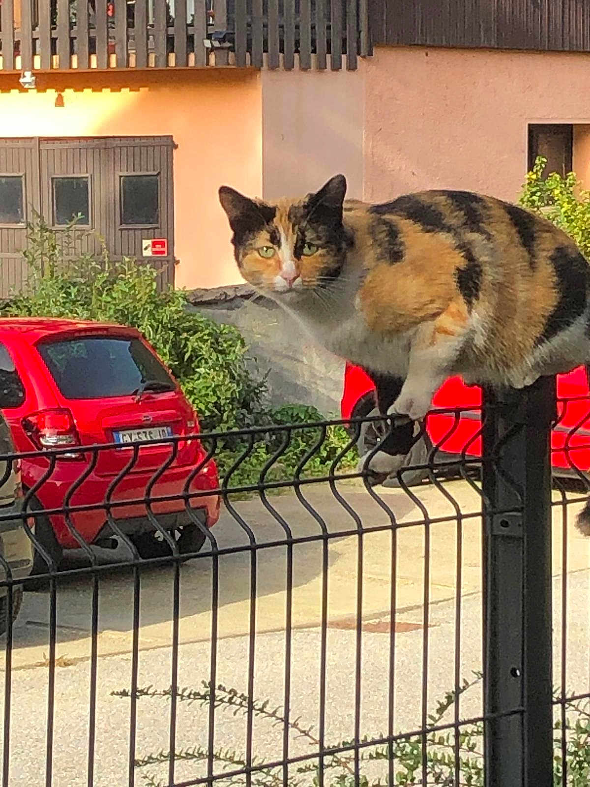 Nala
