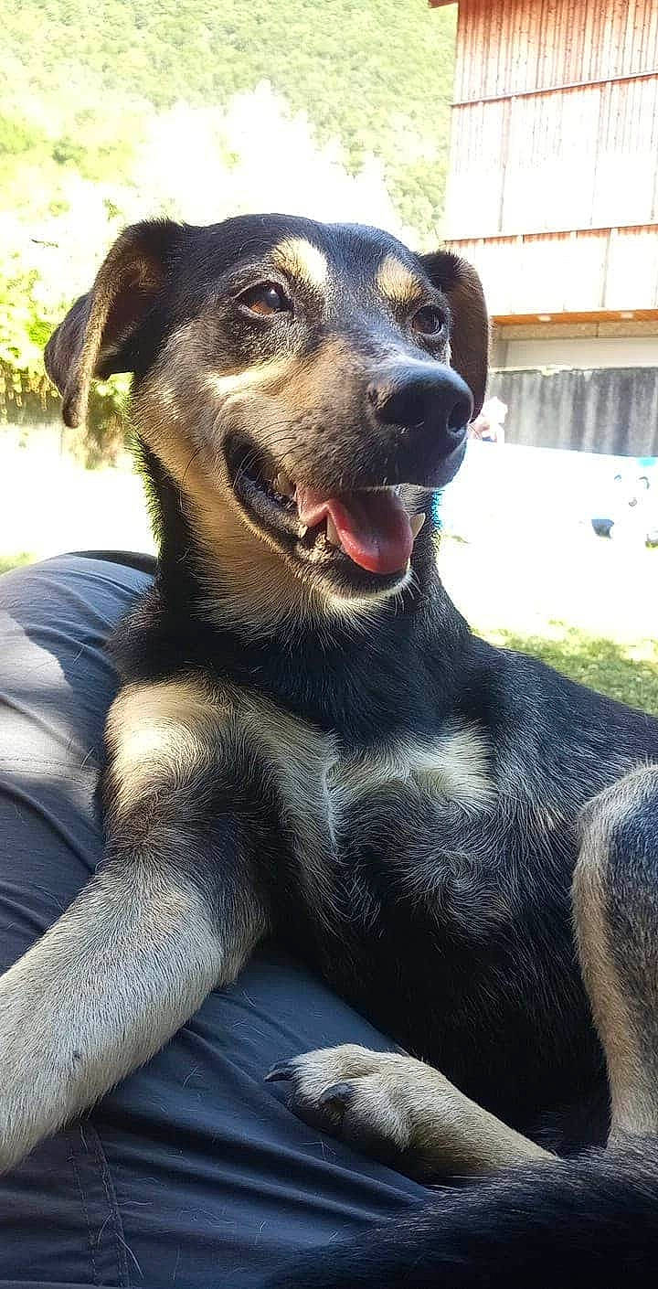 Paco participe au concours pour gagner de l'argent avec cette photo : canidae, carnivore, companion_dog, dog, dog_breed, huntaway, hunting_dog, mammal, mountain_cur, rare_breed_dog, snout, sporting_group, street_dog, vertebrate, whiskers