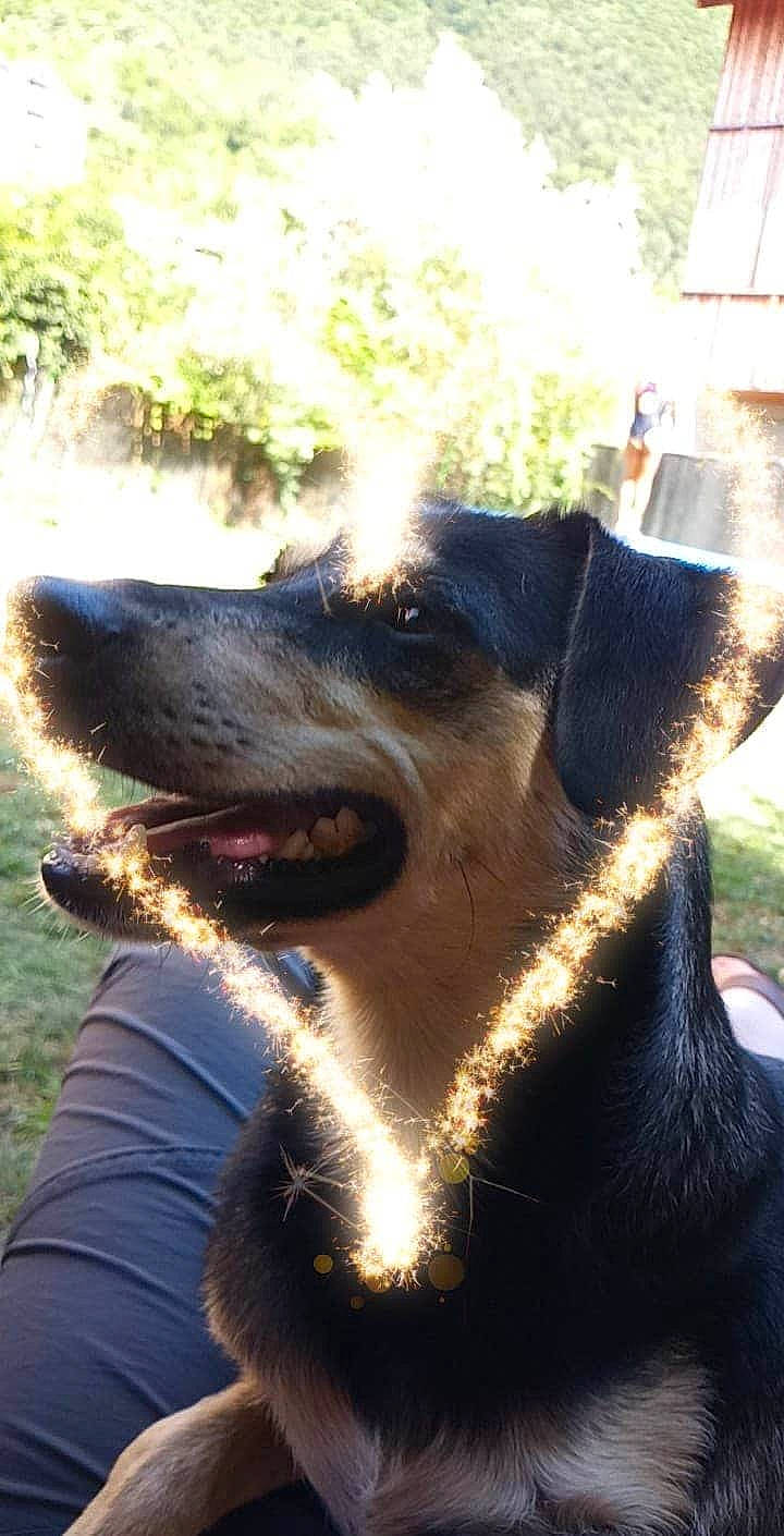 Paco a rejoint le concours — aidez-le/la à gagner de superbes lots ! airedale_terrier, beauceron, black_and_tan_terrier, canidae, carnivore, companion_dog, dog, dog_breed, huntaway, jagdterrier, mammal, nose, patterdale_terrier, rottweiler, snout, terrier