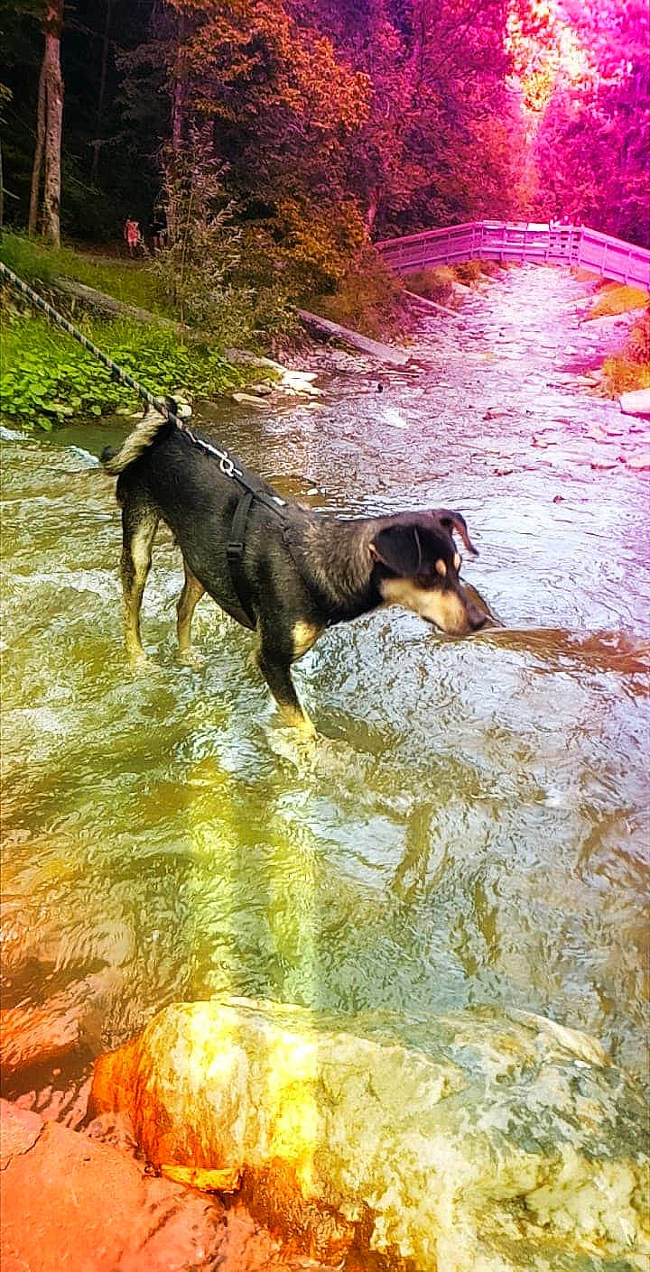 Paco participe au concours pour gagner de l'argent avec cette photo : canidae, carnivore, dog, dog_breed, guard_dog, hunting_dog, rottweiler, sporting_group, water, watercourse, working_dog