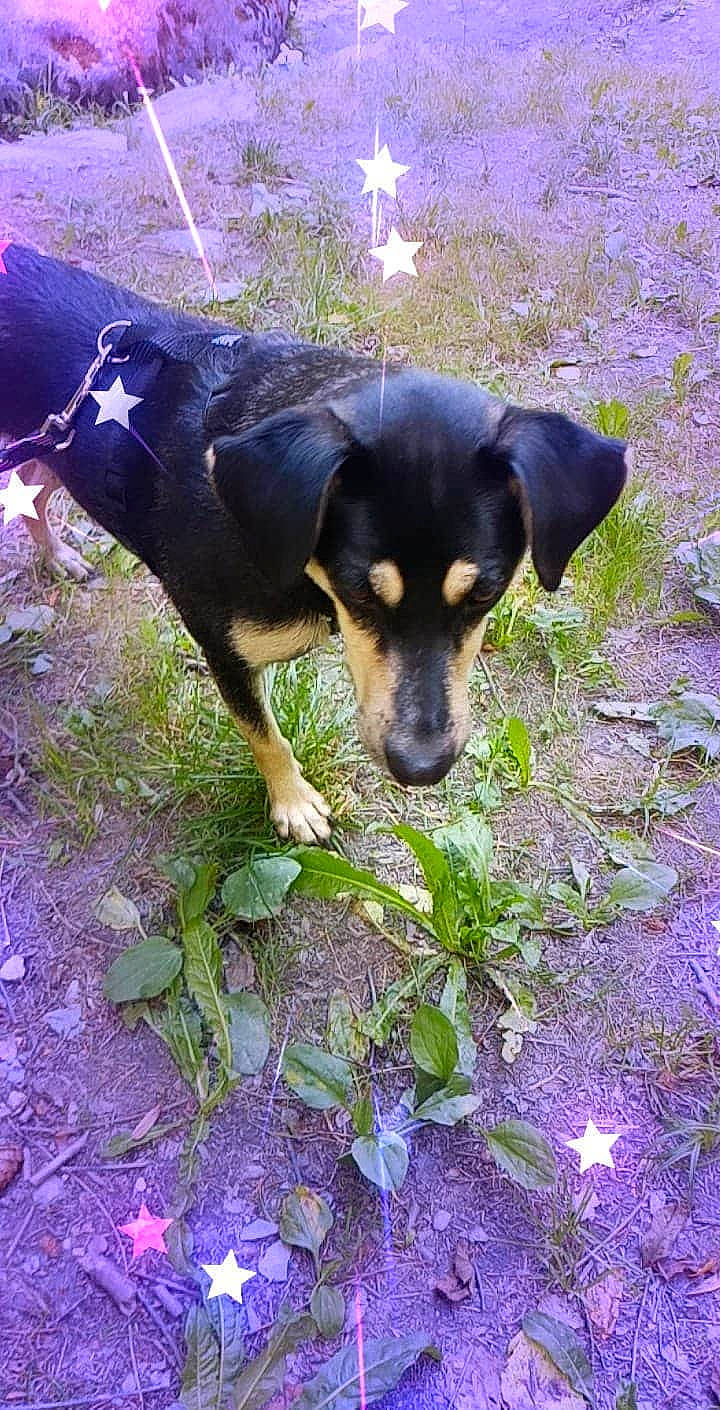 Paco participe au concours pour gagner de l'argent avec cette photo : black_and_tan_terrier, canidae, carlin_pinscher, carnivore, dog, dog_breed, huntaway, hunting_dog, plant, street_dog, transylvanian_hound