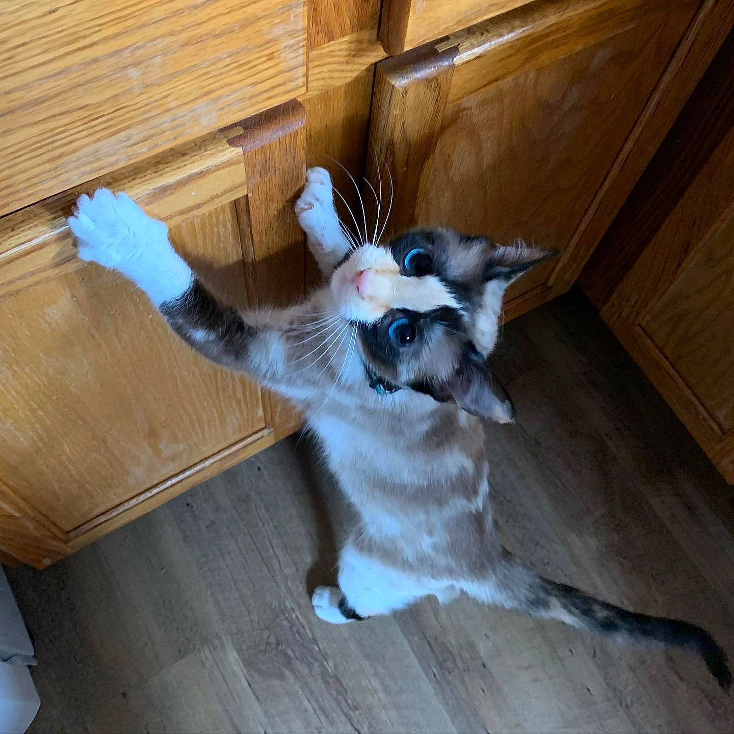 Sasha is registered to the contest to win money with this photo: carnivore, cat, comfort, companion_dog, domestic_short_haired_cat, fawn, felidae, floor, flooring, fur, hardwood, laminate_flooring, room, small_to_medium_sized_cats, tail, varnish, whiskers, wood, wood_flooring, wood_stain