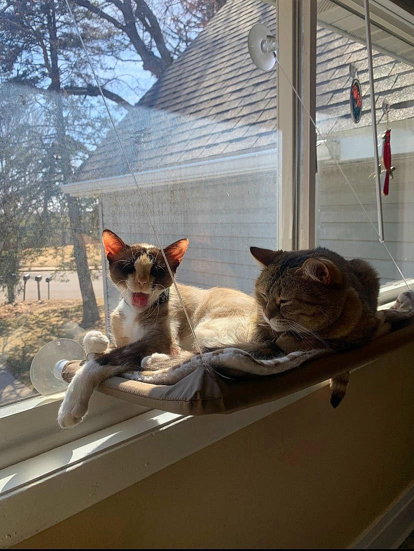 Sasha is registered to the contest to win money with this photo: carnivore, cat, comfort, domestic_short_haired_cat, fawn, felidae, grey, house, mammal, plant, roof, sky, small_to_medium_sized_cats, snout, tail, tree, vertebrate, whiskers, window, wood