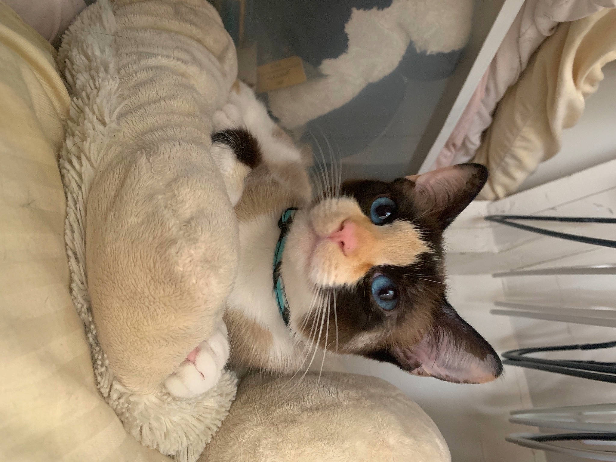 Sasha is registered to the contest to win money with this photo: carnivore, cat, claw, collar, comfort, dog_breed, domestic_short_haired_cat, ear, eye, fang, fawn, felidae, foot, fur, paw, siamese, small_to_medium_sized_cats, snout, terrestrial_animal, whiskers