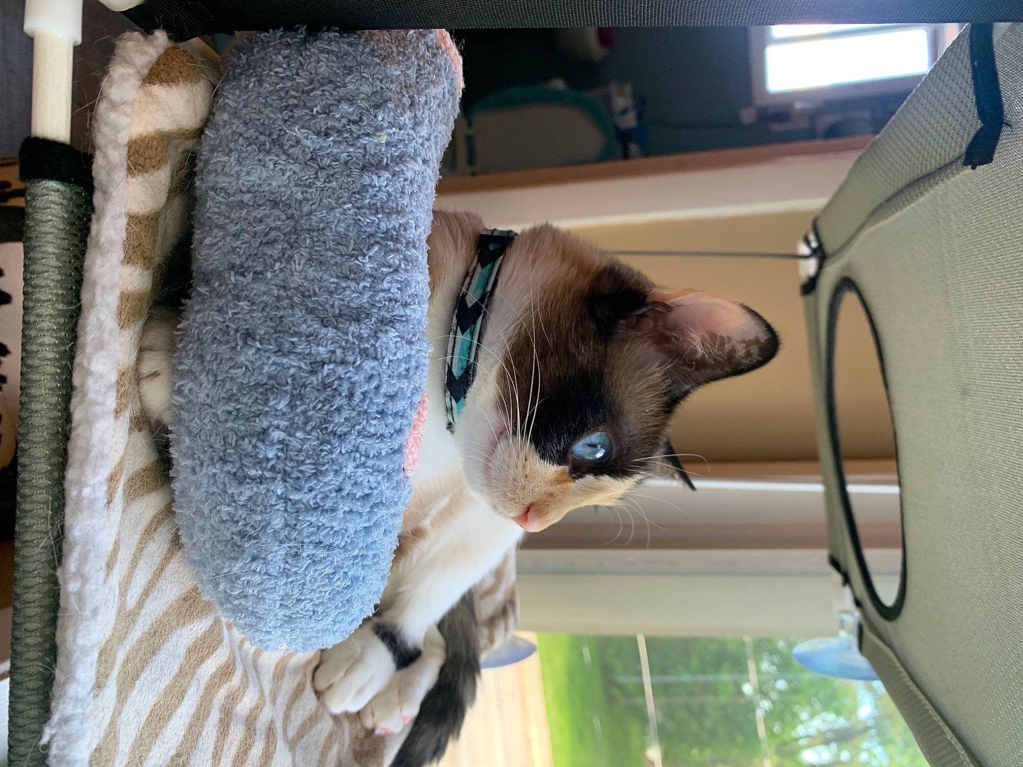 Sasha joined the competition — help win amazing prizes! carnivore, cat, cat_supply, domestic_short_haired_cat, door, fawn, felidae, fur, mammal, pet_supply, room, small_to_medium_sized_cats, snout, sporting_group, tail, whiskers, window, wood, wool