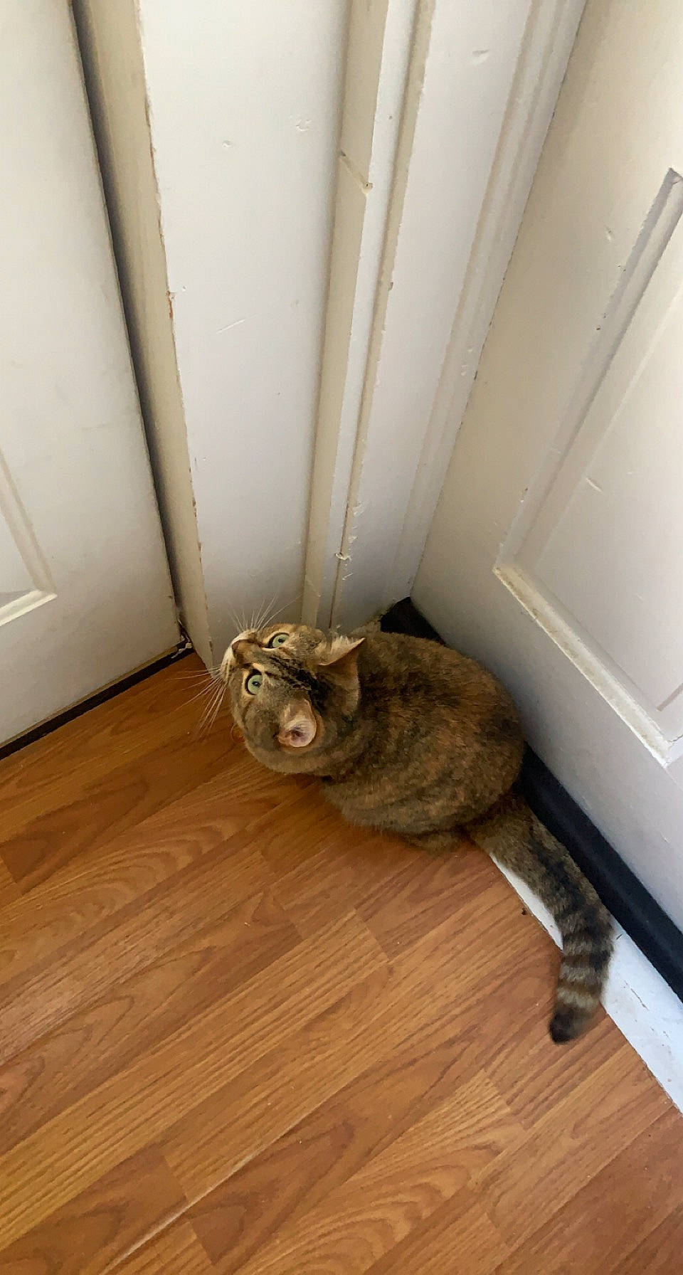 Kaia is registered to the contest to win money with this photo: beige, brown, carnivore, cat, ceiling, comfort, fawn, felidae, floor, flooring, grey, hardwood, laminate_flooring, small_to_medium_sized_cats, stairs, tail, whiskers, wood, wood_flooring, wood_stain