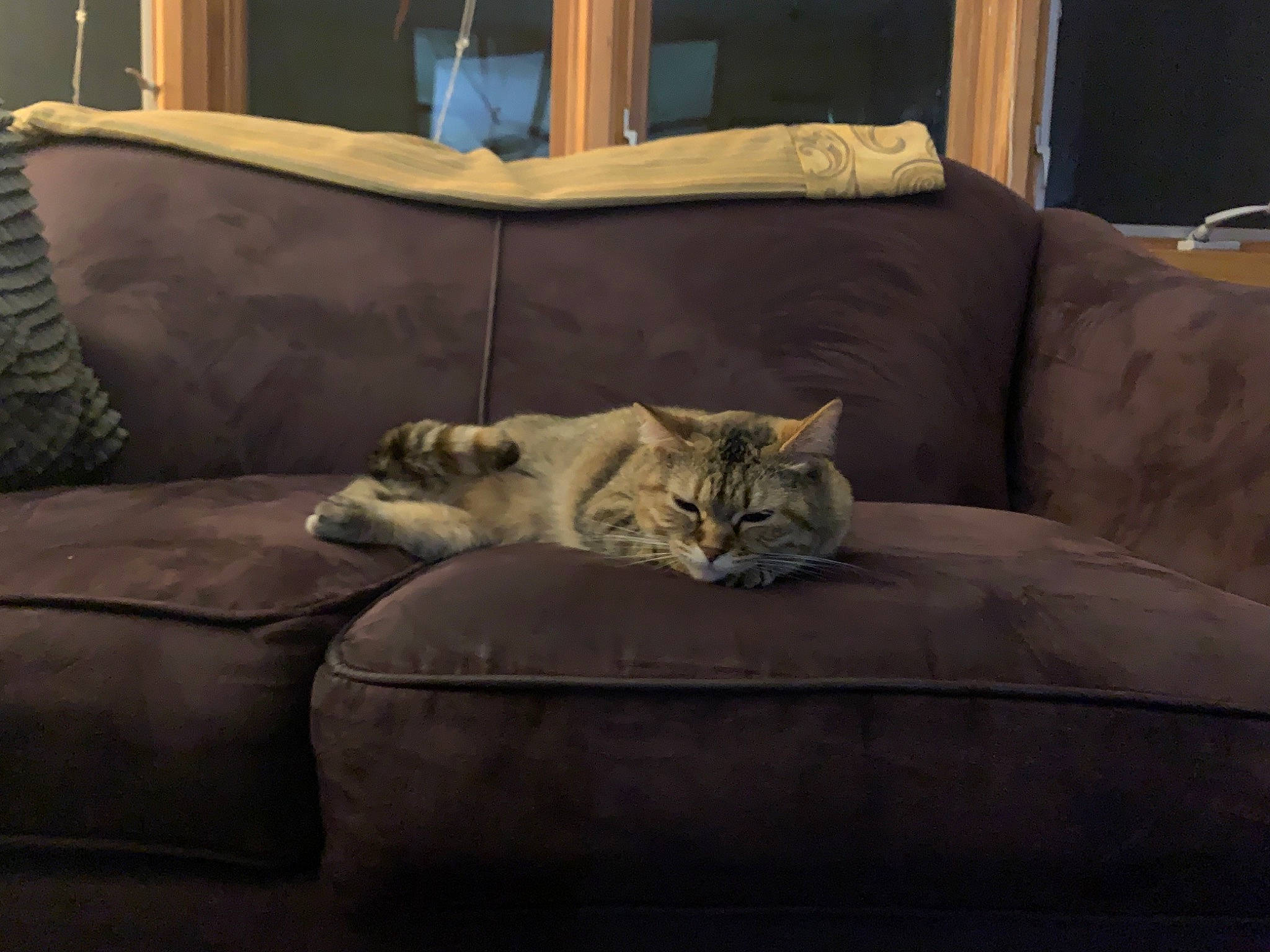 Kaia joined the competition — help win amazing prizes! carnivore, cat, chair, club_chair, comfort, couch, domestic_short_haired_cat, felidae, flooring, fur, furniture, grey, hardwood, living_room, room, small_to_medium_sized_cats, studio_couch, tail, whiskers, wood