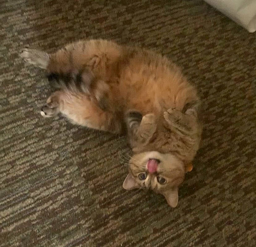 Kaia joined the competition — help win amazing prizes! carnivore, cat, cat_toy, claw, comfort, companion_dog, dog_breed, domestic_short_haired_cat, fawn, felidae, floor, flooring, hardwood, paw, small_to_medium_sized_cats, snout, sporting_group, tail, whiskers, wood