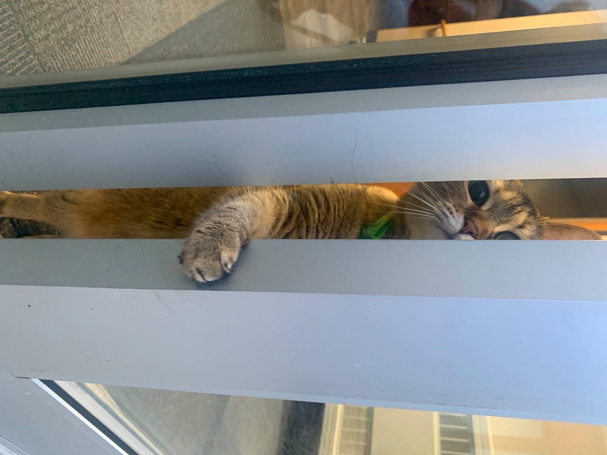 Kaia joined the competition — help win amazing prizes! baluster, carnivore, cat, claw, comfort, domestic_short_haired_cat, felidae, flooring, fur, hardwood, metal, pet_supply, rectangle, room, small_to_medium_sized_cats, tail, terrestrial_animal, whiskers, wood, wood_stain