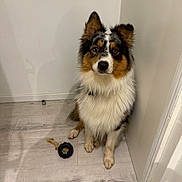 Atlas a rejoint le concours — aidez-le/la à gagner de superbes lots ! alert, animal, canine, companion, corner, cute, dog, domestic, ears_up, floor, furry, indoor, looking, pet, portrait, sitting, toy, tricolor, white_wall, wooden_floor
