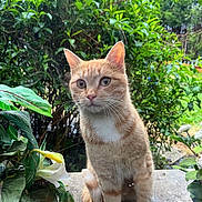 Harry a rejoint le concours — aidez-le/la à gagner de superbes lots ! cat, orange_tabby, white_chest, sitting, plants, greenery, outdoor, curious, pet, animal, nature, leaf, flower, garden, feline, whiskers, ears, eyes, fur, concrete