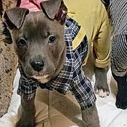 Skeeter is registered to the contest to win money with this photo: puppy, dog, pet_clothing, plaid_shirt, yellow_pants, curious, ears, quilt, indoor, young_dog, animal, canine, fur, four_legs, close_up, looking, adorable, cute, domestic_animal, companion