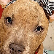 Novalynn is registered to the contest to win money with this photo: dog, close_up, portrait, brown_fur, headband, bow, striped_clothing, pet, canine, cute, indoor, looking_at_camera, animal, ears, nose, face, whiskers, domestic_animal, adorable, costume