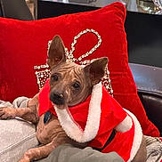 Wilbur is registered to the contest to win money with this photo: animal, christmas, companion, couch, cozy, cute, decor, dog, ears, festive, fur, holiday, indoors, lap, person, pet, red_pillow, relaxing, rhinestones, santa_outfit