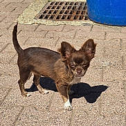 Ange a rejoint le concours — aidez-le/la à gagner de superbes lots ! alert, animal, background, brown_dog, canine, container, daylight, dog, ears, outdoor, pavement, pet, quiet, shadow, side_view, small_dog, standing, sunlight, urban, white_paws