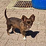 alert, animal, background, brown_dog, canine, container, daylight, dog, ears, outdoor, pavement, pet, quiet, shadow, side_view, small_dog, standing, sunlight, urban, white_paws