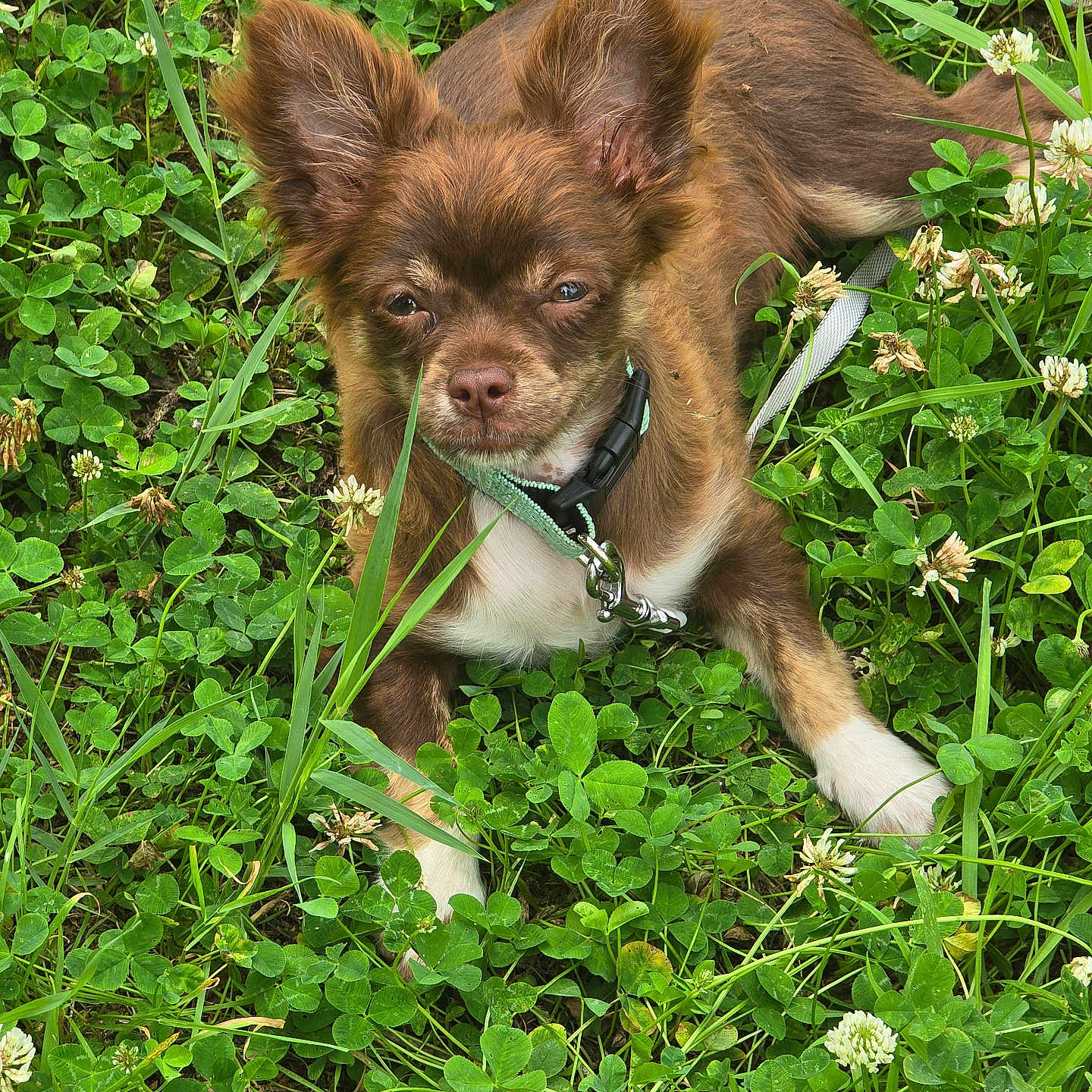 Ange participe au concours pour gagner de l'argent avec cette photo : animal, brown_dog, canine, close_up, clover, collar, dog, ears, fur, grass, greenery, leash, nature, outdoor, pet, portrait, relaxed, small_dog, sunny, white_paws