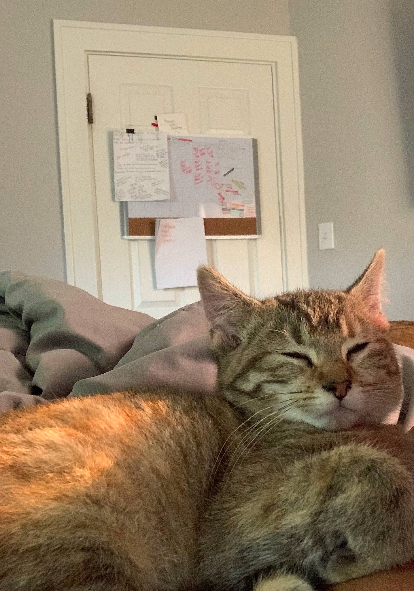 Church joined the competition — help win amazing prizes! carnivore, cat, claw, comfort, domestic_short_haired_cat, ear, fawn, felidae, fur, paw, room, sitting, small_to_medium_sized_cats, snout, tail, terrestrial_animal, whiskers