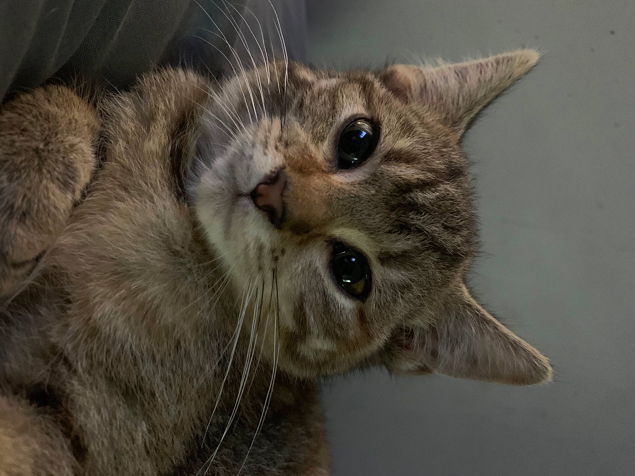 Church is registered to the contest to win money with this photo: carnivore, cat, claw, domestic_short_haired_cat, ear, fawn, felidae, fur, paw, small_to_medium_sized_cats, snout, terrestrial_animal, whiskers, wildlife