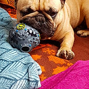 O'Neil a rejoint le concours — aidez-le/la à gagner de superbes lots ! dog, french_bulldog, toy, ball, couch, blanket, indoor, pet, animal, paw, face, ears, fur, relaxed, brown, orange, purple, blue, texture, closeup