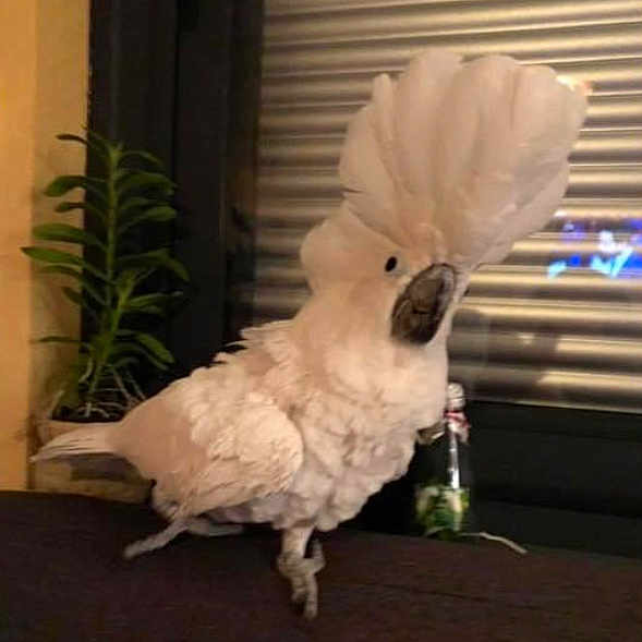 Coca participe au concours pour gagner de l'argent avec cette photo : beak, bird, chicken, cockatoo, comb, computer_keyboard, event, feather, flooring, fowl, fur, galliformes, livestock, peripheral, pet_supply, phasianidae, plant, poultry, tail, wing