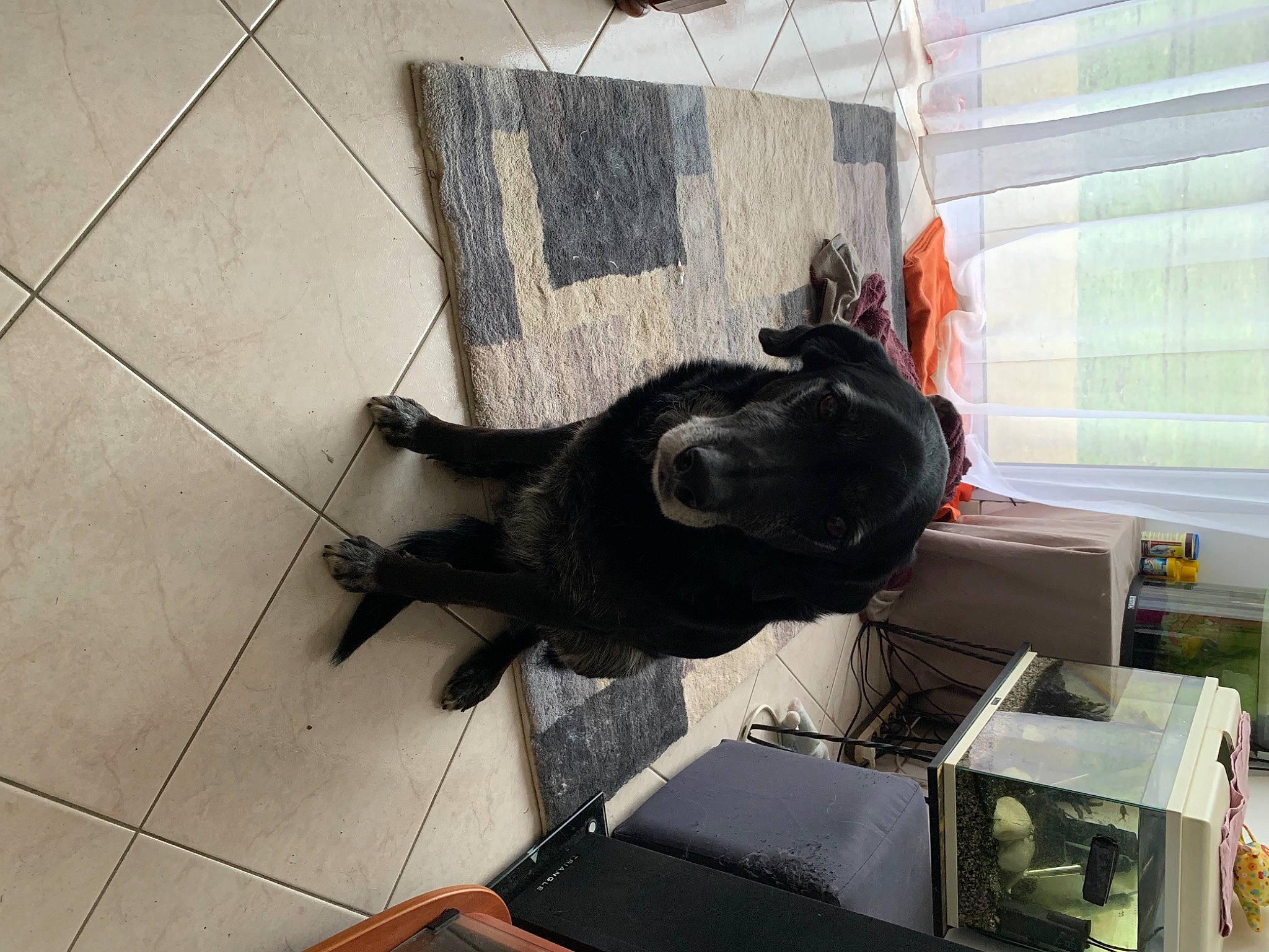 Taz participe au concours pour gagner de l'argent avec cette photo : canidae, carnivore, curtain, dog_breed, felidae, floor, flooring, fur, gas, guard_dog, small_to_medium_sized_cats, tail, terrestrial_animal, window_blind, working_animal