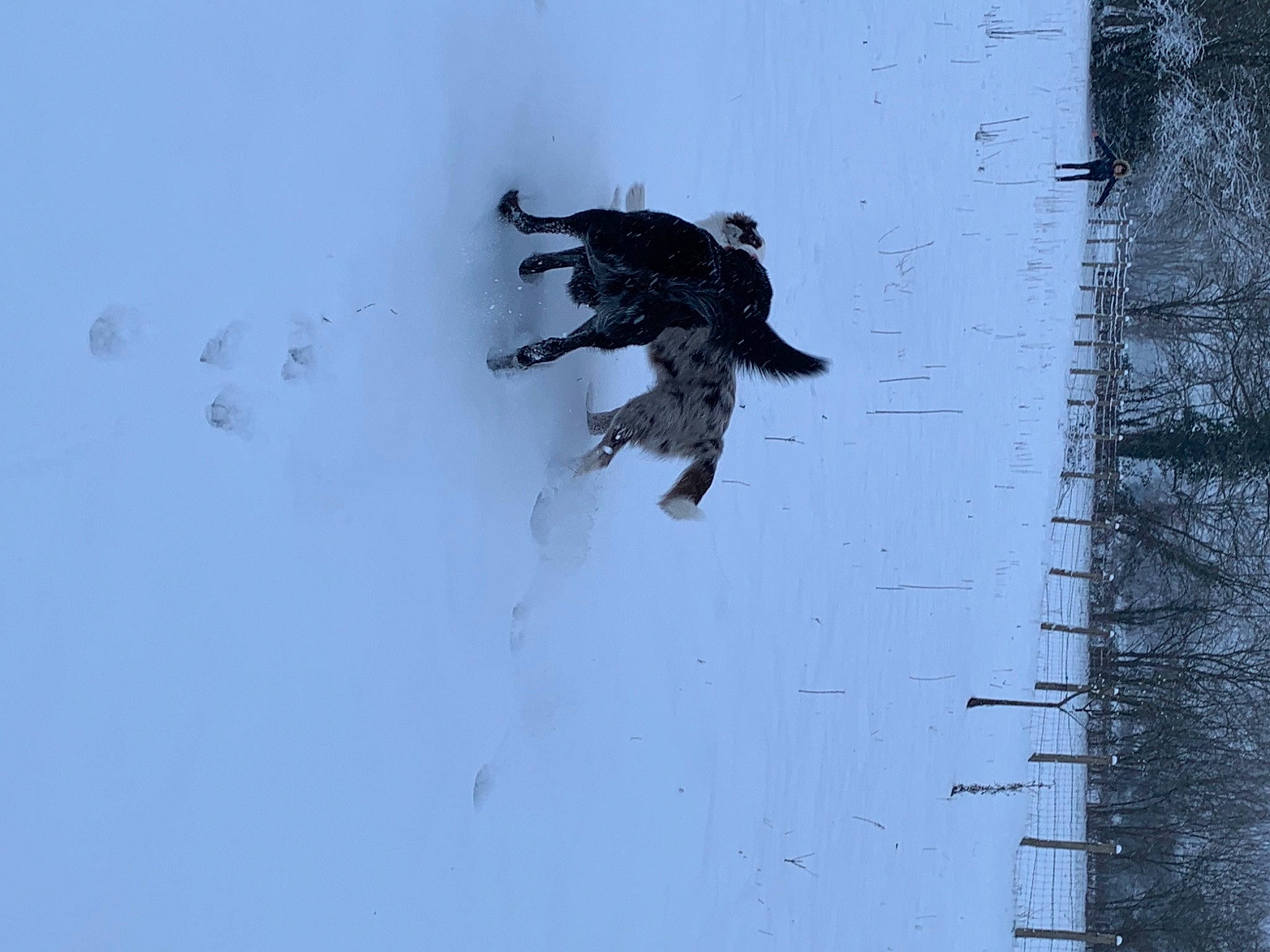 Taz a rejoint le concours — aidez-le/la à gagner de superbes lots ! amphibian, arctic, art, concrete, freezing, ice_cap, ink, recreation, reptile, shadow, slope, snow, tail, visual_arts, water, winter, wood