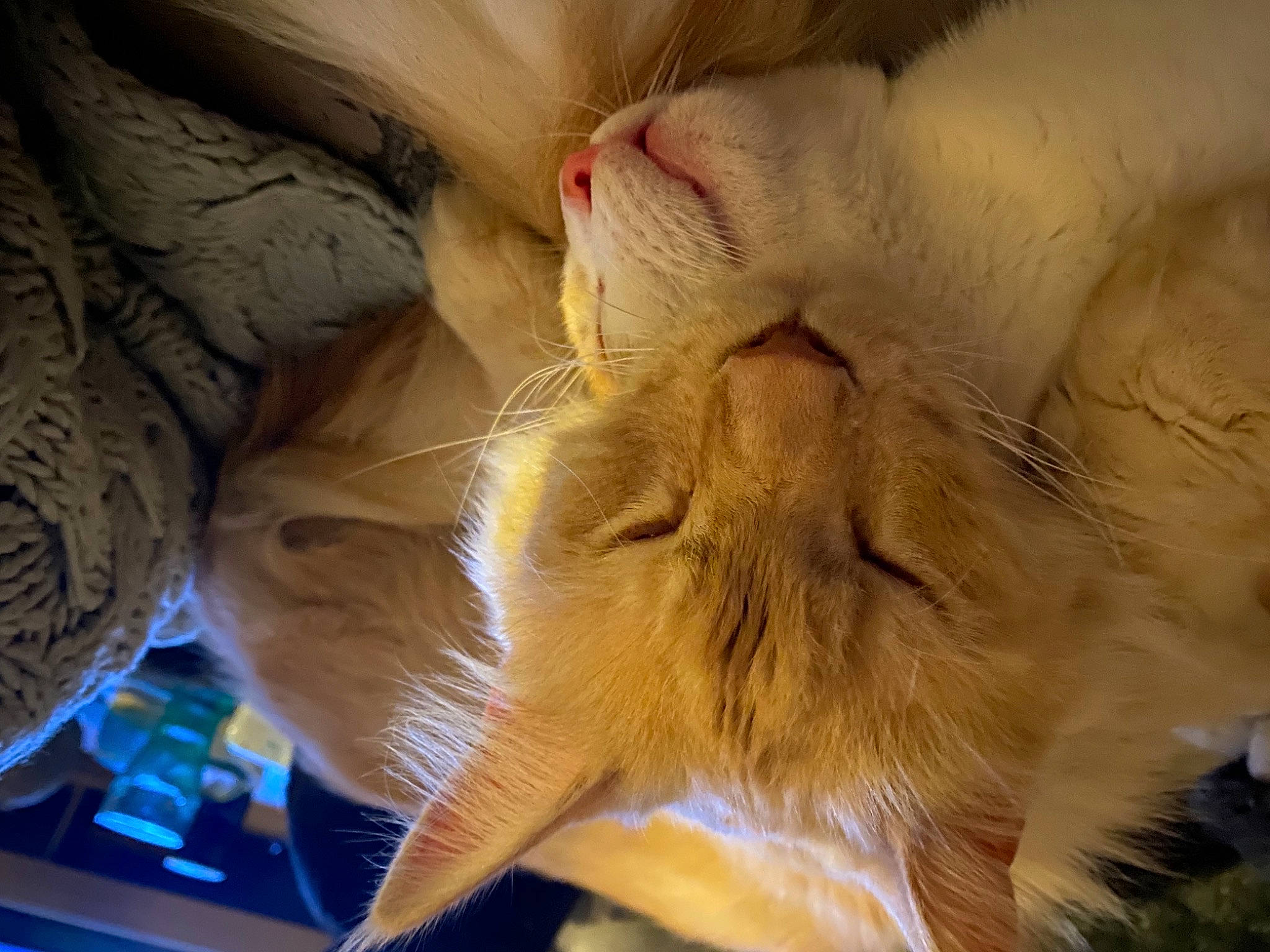 Oslo participe au concours pour gagner de l'argent avec cette photo : beard, carnivore, cat, claw, close_up, domestic_short_haired_cat, fang, fawn, felidae, fur, nap, paw, sleep, small_to_medium_sized_cats, tail, terrestrial_animal, vertebrate, whiskers, wildlife, wrinkle