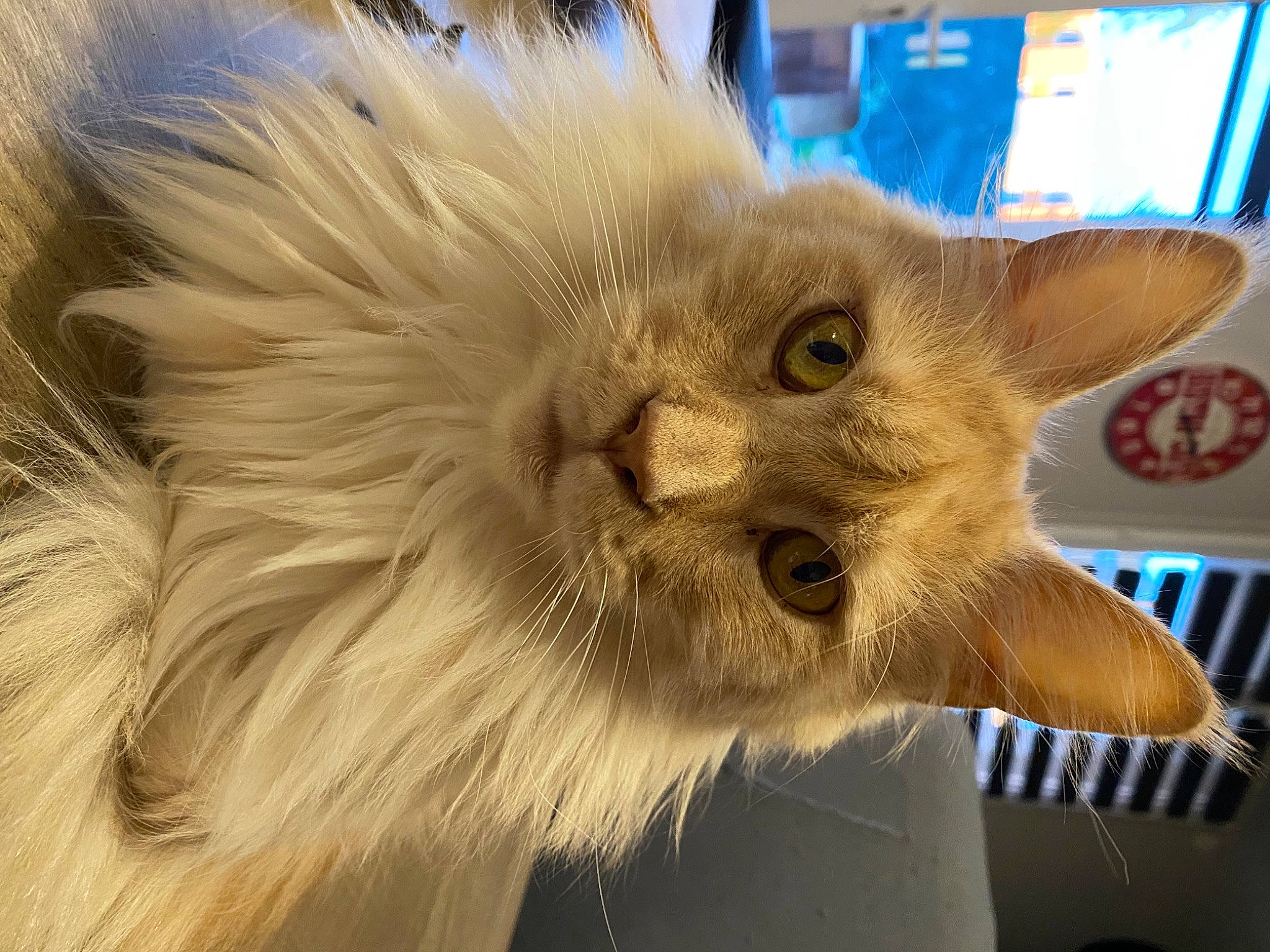 Oslo participe au concours pour gagner de l'argent avec cette photo : balinese, british_longhair, carnivore, cat, domestic_short_haired_cat, fawn, felidae, fur, small_to_medium_sized_cats, snout, tail, whiskers, window