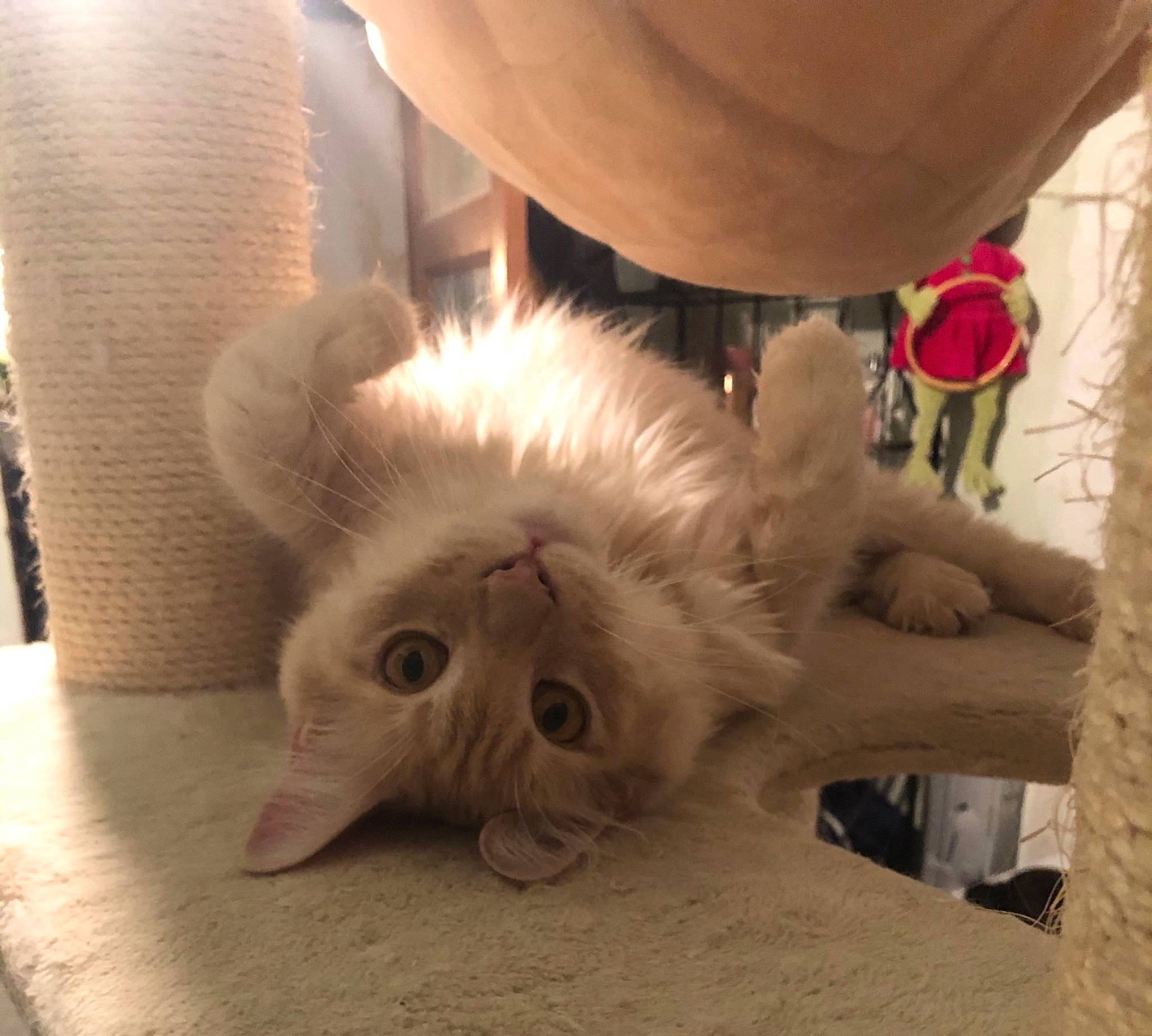 Oslo participe au concours pour gagner de l'argent avec cette photo : bed, carnivore, cat, claw, comfort, companion_dog, dog_breed, eye, fawn, felidae, flooring, foot, hardwood, paw, ragdoll, small_to_medium_sized_cats, snout, tail, whiskers, wood