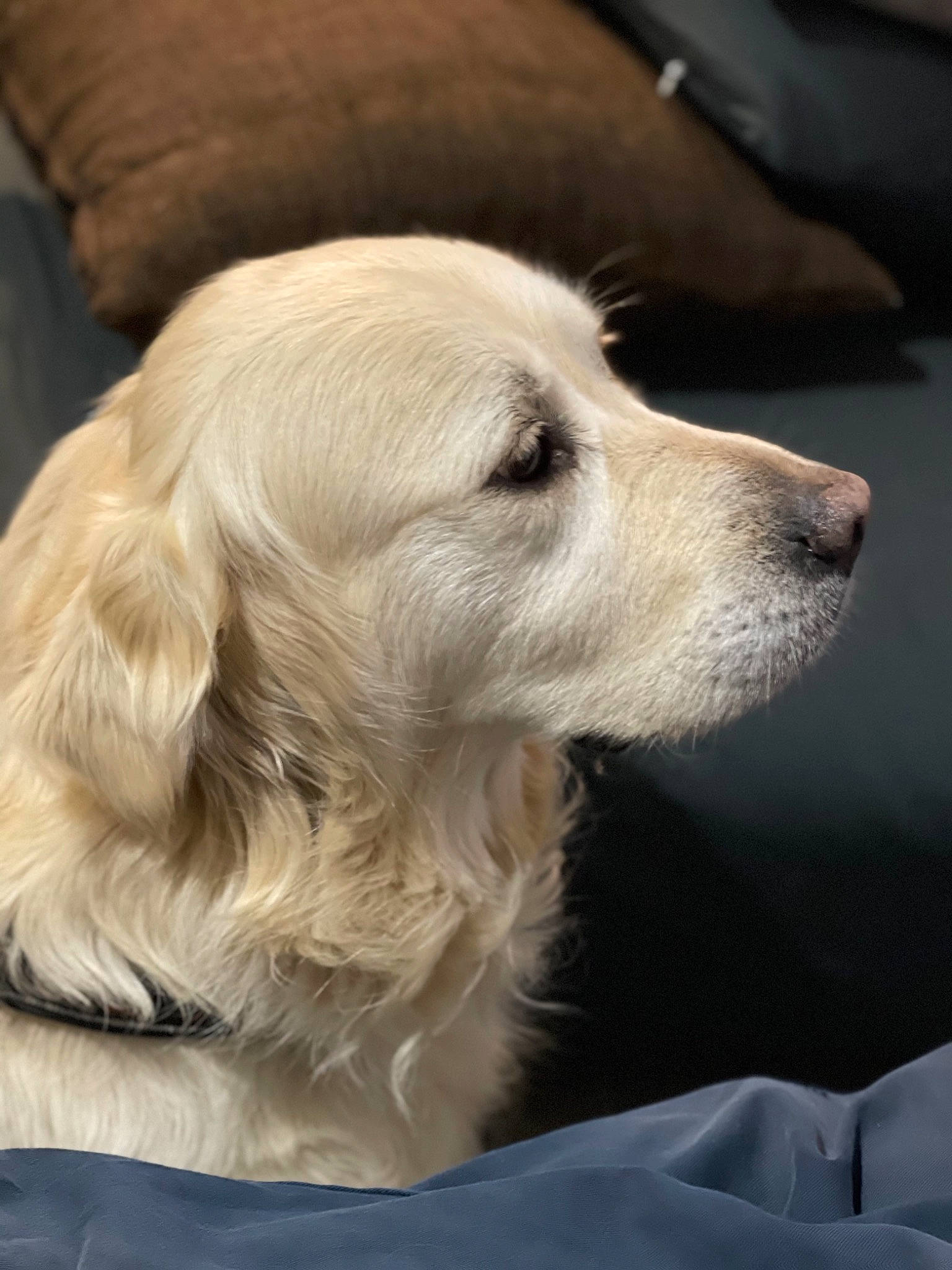 Belle participe au concours pour gagner de l'argent avec cette photo : canidae, carnivore, companion_dog, dog, dog_breed, dog_collar, fawn, fur, plant, whiskers