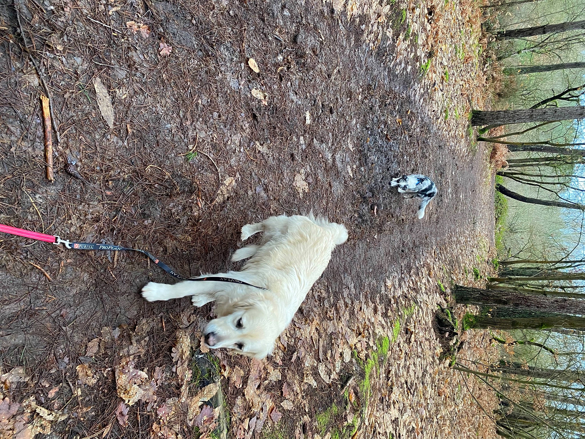 Belle participe au concours pour gagner de l'argent avec cette photo : asphalt, canidae, carnivore, companion_dog, dog, dog_breed, grass, leash, plant, slope, soil, sporting_group, tail, terrestrial_animal, tree, trunk, water, wildlife, wood, working_animal