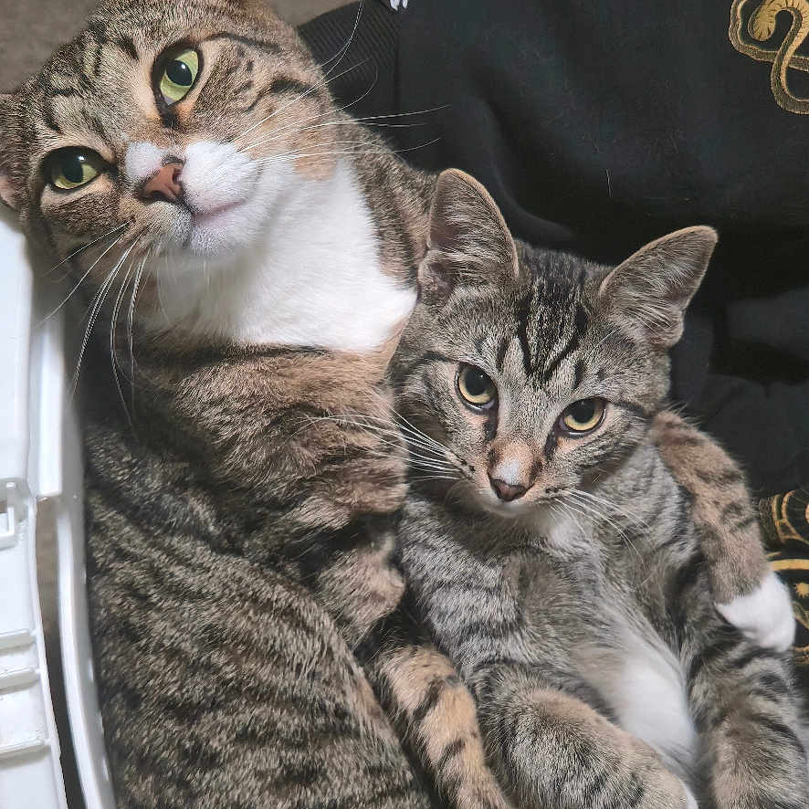 Garfield And Indie joined the competition — help win amazing prizes! animal, basket, cat, closeup, companions, cozy, cute, domestic, ears, feline, fur, indoor, looking, paw, pet, resting, snuggling, tabby, two_cats, whiskers