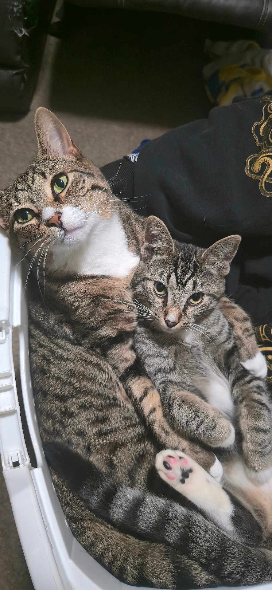 Garfield And Indie joined the competition — help win amazing prizes! cat, tabby, pet, animal, feline, cute, snuggling, cozy, basket, indoor, fur, whiskers, ears, paw, resting, looking, closeup, domestic, two_cats, companions