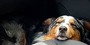 Loki a rejoint le concours — aidez-le/la à gagner de superbes lots ! dog, sleeping, car_interior, seat, sunlight, resting, fur, closed_eyes, cozy, pet, animal, relaxing, transport, comfort, vehicle, door_handle, vent, black, brown, white