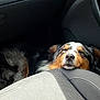 dog, sleeping, car_interior, seat, sunlight, resting, fur, closed_eyes, cozy, pet, animal, relaxing, transport, comfort, vehicle, door_handle, vent, black, brown, white
